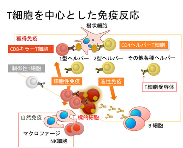 細胞性免疫 エフェクター細胞 日本がん免疫学会